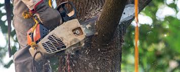 Best Fruit Tree Pruning  in Mundelein, IL