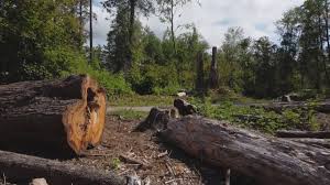 Best Firewood Processing and Delivery  in Mundelein, IL