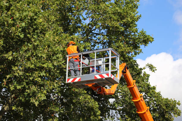 How Our Tree Care Process Works  in  Mundelein, IL