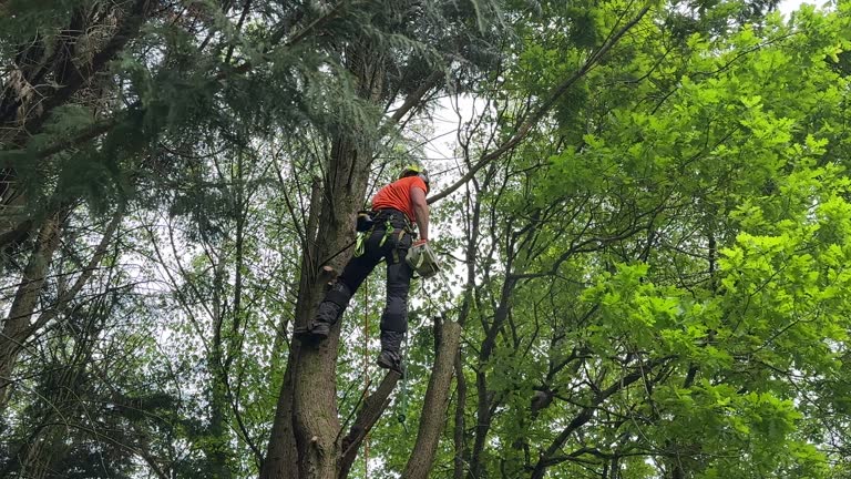 Best Commercial Tree Services  in Mundelein, IL