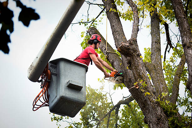 Professional Tree Services in Mundelein, IL